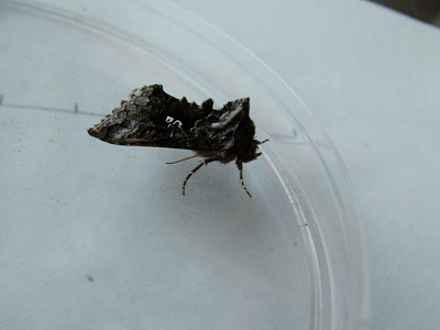 Scarce Silver Y